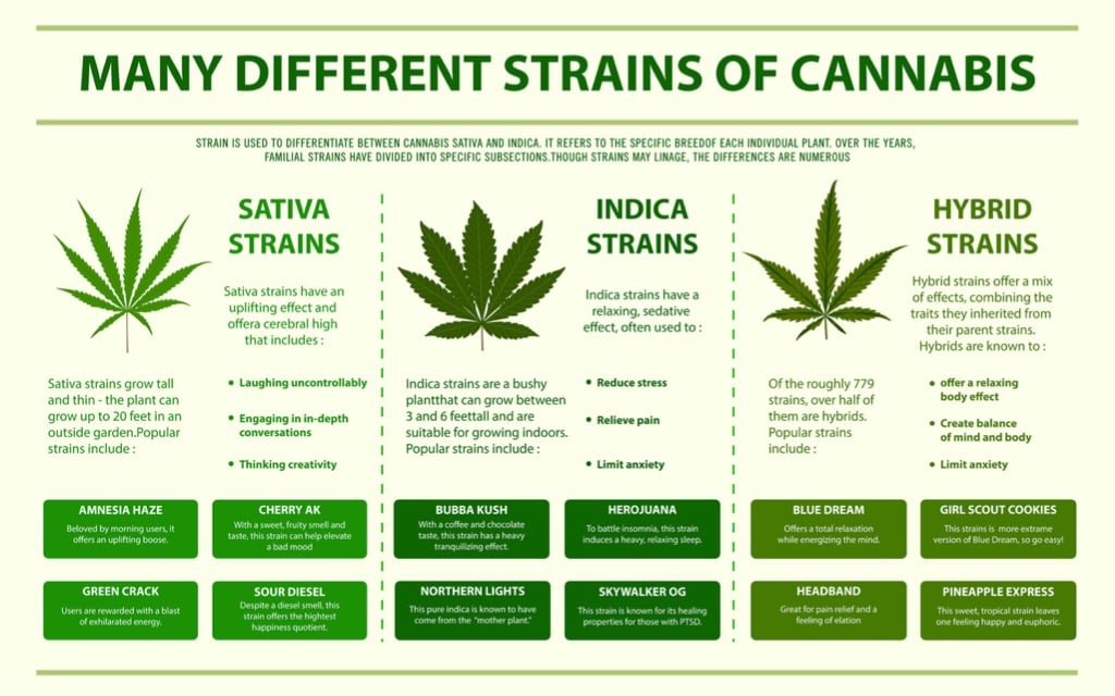 many-different-strains-of-cannabis-horizontal-infographic.jpg?s=1024x1024&w=is&k=20&c=yjlkfalvmlr3VAjY-_WIEccluLe2oK1RoWUgdGucTYc=